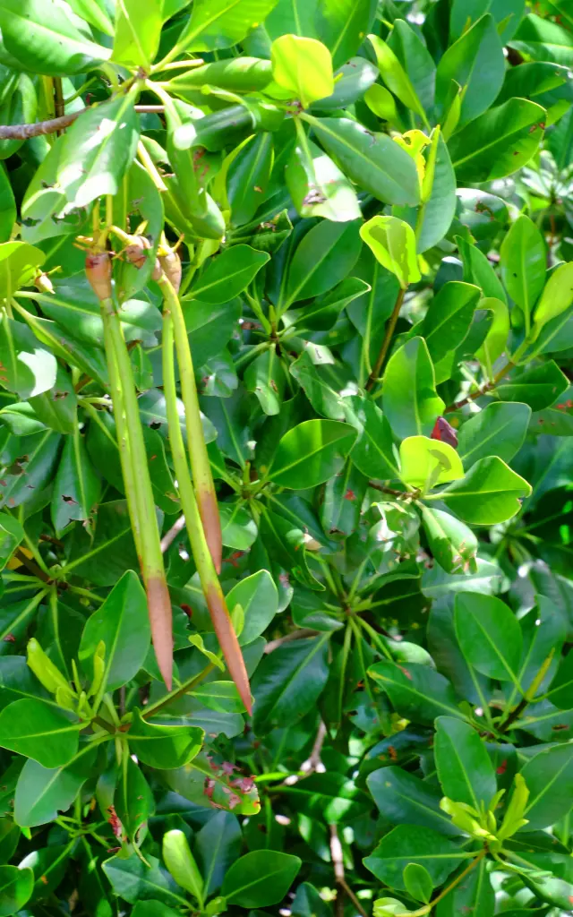 Mangrove Sainte-Anne Martinique