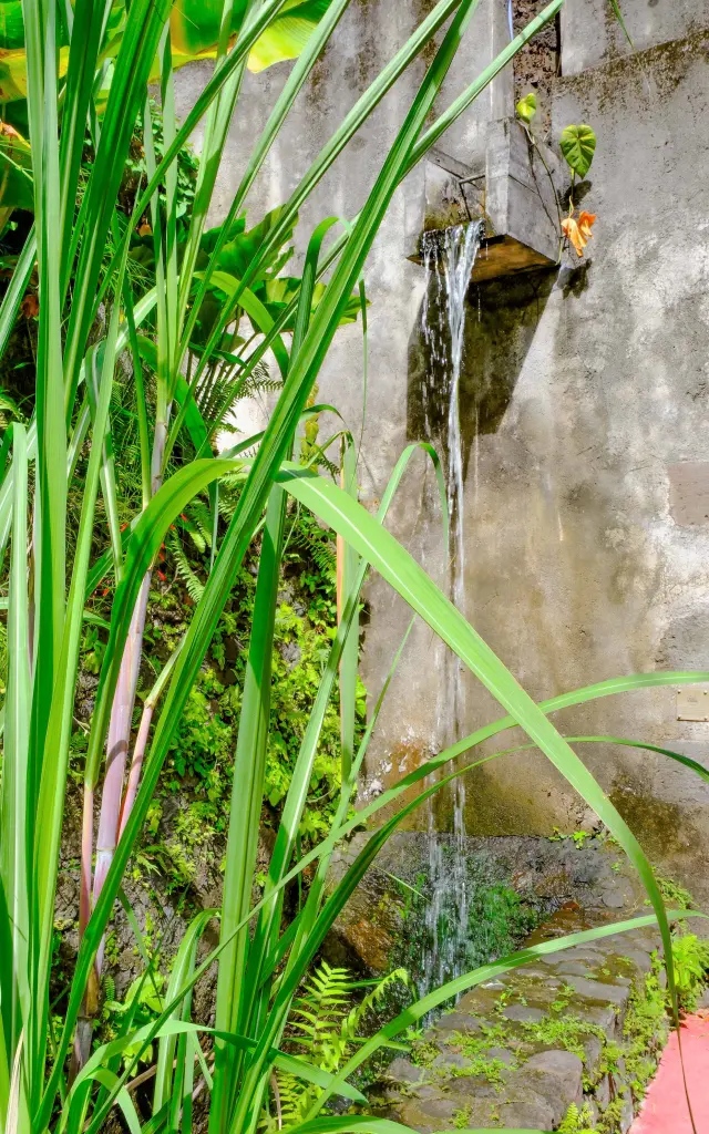 Jardin Distillerie JM Distillerie Fond Préville Macouba Martinique