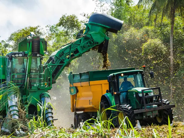 Découpe de la canne à sucre Distillerie JM Distillerie Fond Préville Macouba Martinique
