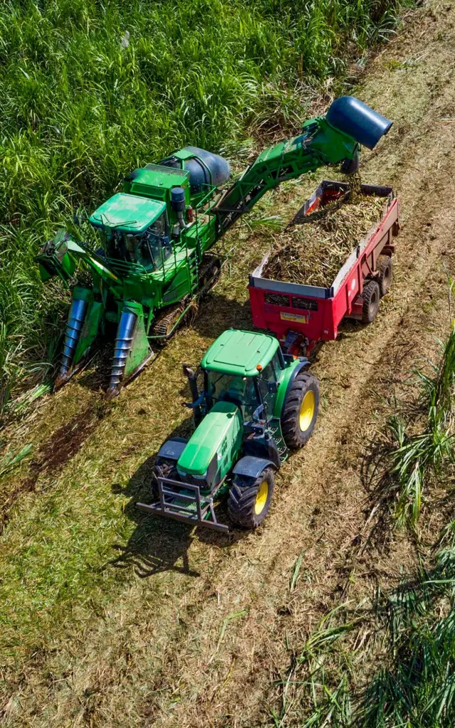Découpe de la canne à sucre Distillerie JM Distillerie Fond Préville Macouba Martinique