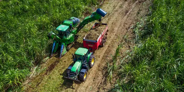 Découpe de la canne à sucre Distillerie JM Distillerie Fond Préville Macouba Martinique