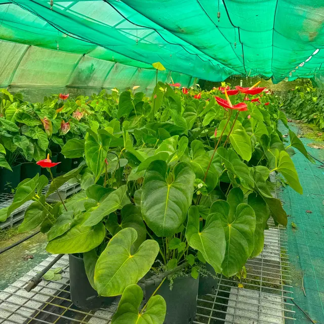 Pepiniere Domainedelemeraude Mornerouge Martinique