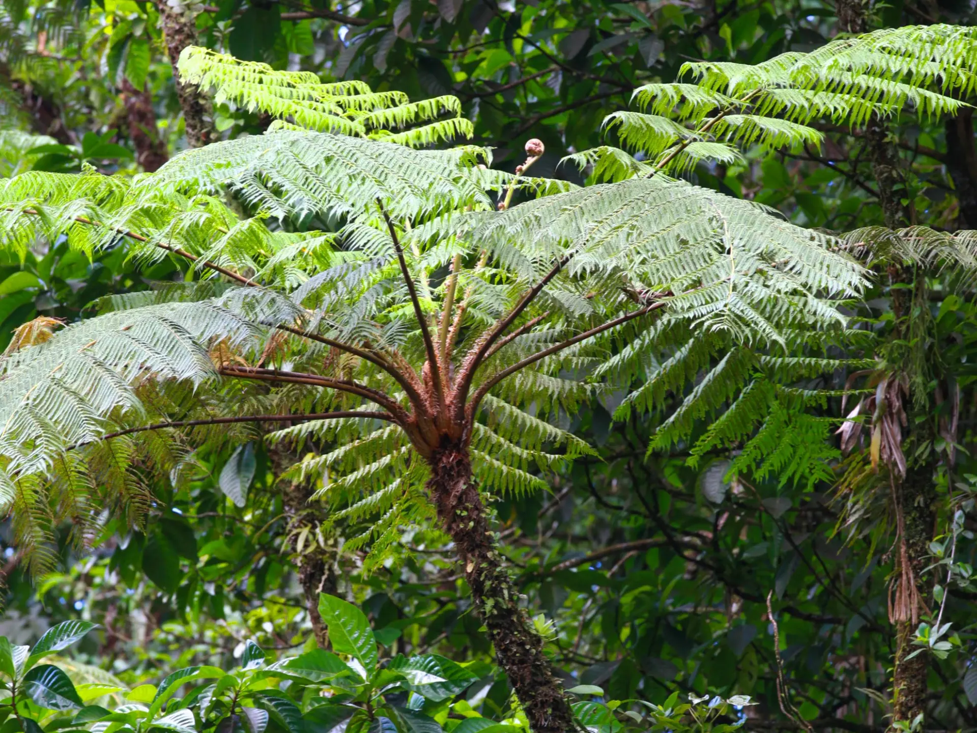 Fougère arborescente Jardin Domaine d'Emeraude Morne-Rouge Martinique