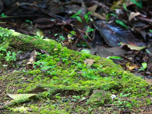 Jardin21 Domainedelemeraude Mornerouge Martinique