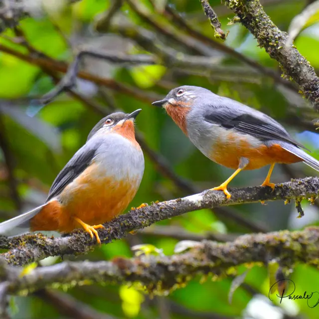 Hornwhistler Solitairesiffleur Birds Martinique