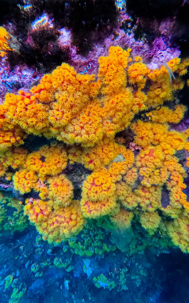 Coral Alphaplongee Ansedarlet Martinique