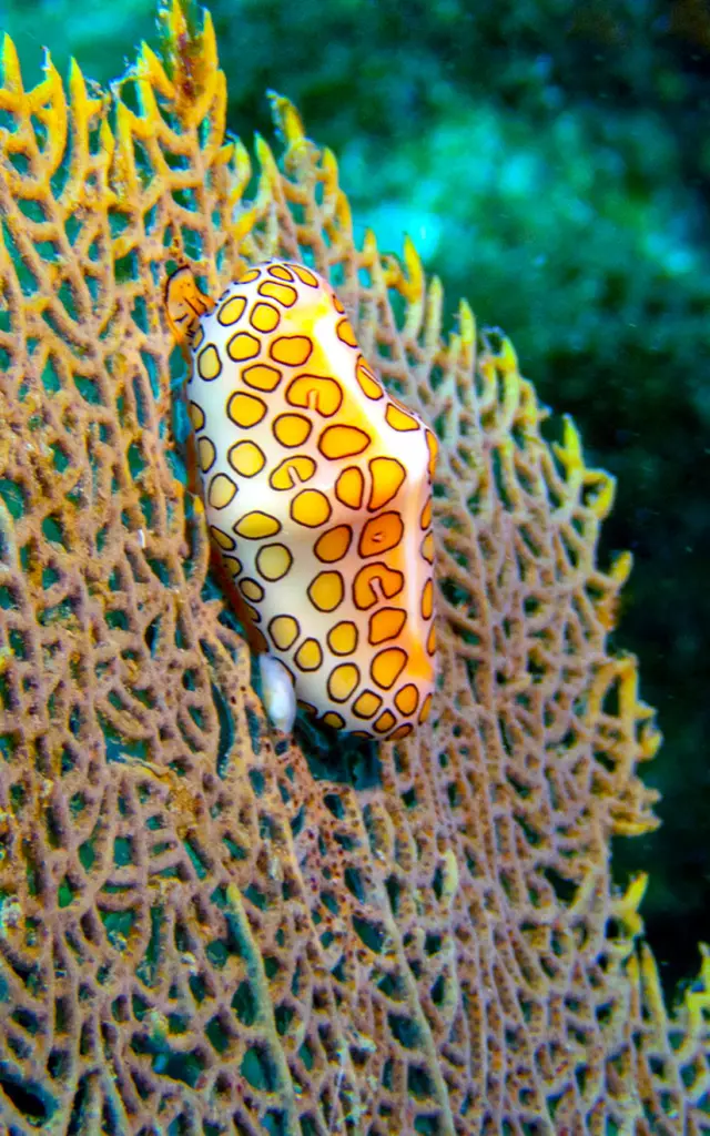 Monnaiecaraibe Alphaplongee Ansedarlet Martinique