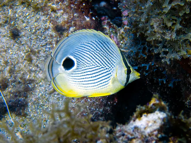 Butterflyfish Alphaplongee Ansedarlet Martinique