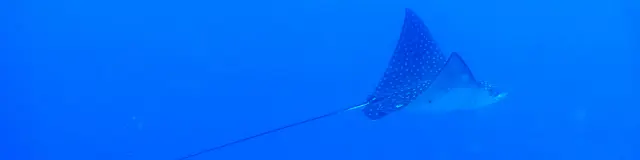 Raieleopard Alphaplongee Ansedarlet Martinique