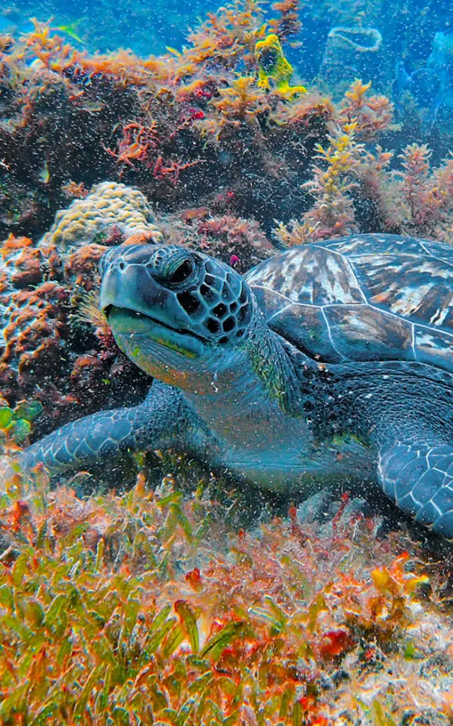 Tortueverte2 Alphaplongee Ansedarlet Martinique