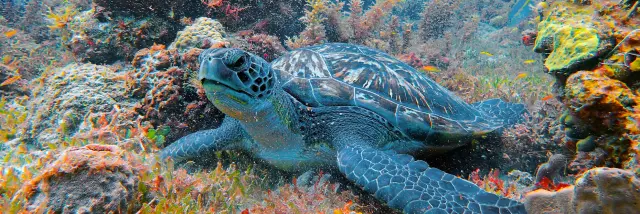 Tortue verte Fond marin Alpha Plongée Anses d'Arlet Martinique