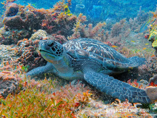 Tortue verte Fond marin Alpha Plongée Anses d'Arlet Martinique
