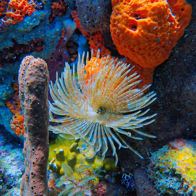 Fondmarin6 Alphaplongee Ansedarlet Martinique