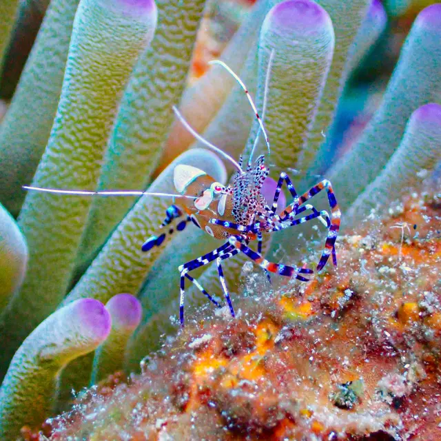 Fondmarin5 Alphaplongee Ansedarlet Martinique