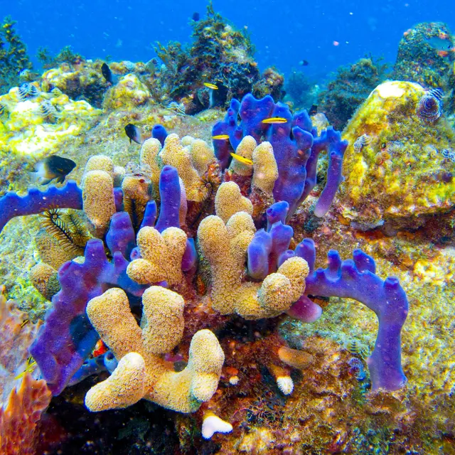 Fondmarin4 Alphaplongee Ansedarlet Martinique