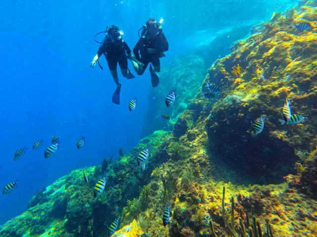 Fond marin Alpha Plongée Anses d'Arlet Martinique