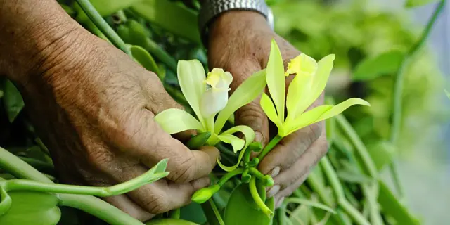 Fleur de vanille Martinique