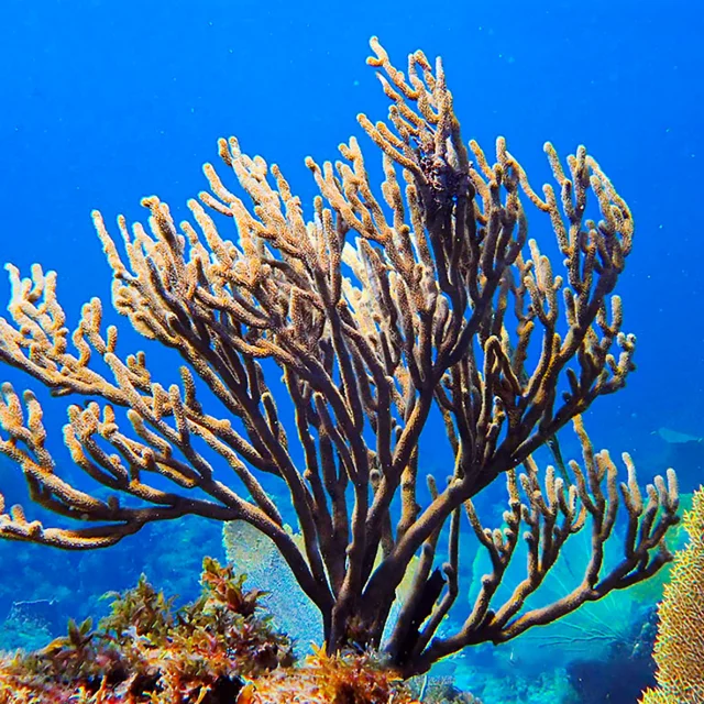 Corail Fond marin Alpha Plongée Anses d'Arlet Martinique