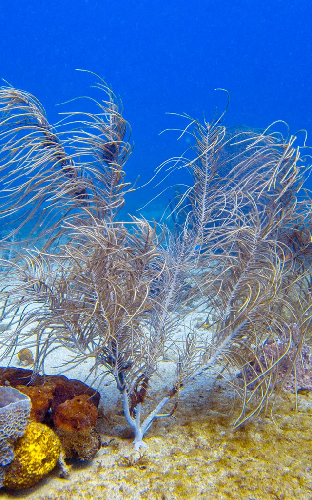 Corail gorgone Alpha Plongée Anses d'Arlet Martinique