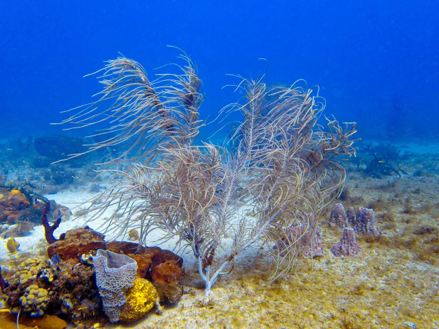 Corail gorgone Alpha Plongée Anses d'Arlet Martinique