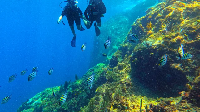 Fondmarin7 Alphaplongee Ansedarlet Martinique