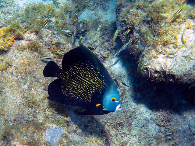 Poisson ange Alpha Plongée Anses d'Arlet Martinique