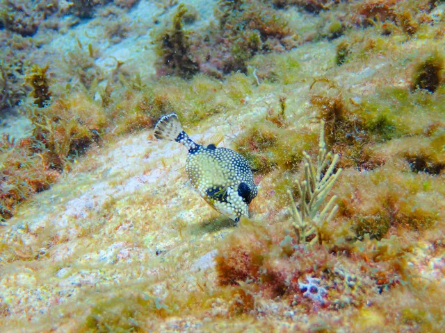 Poisson coffre Alpha Plongée Anses d'Arlet Martinique