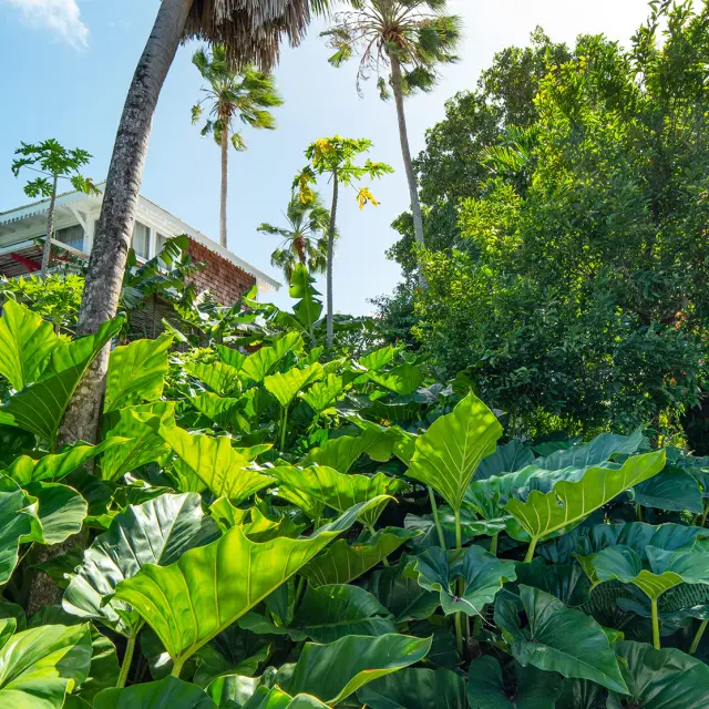 Hôtel Plein Soleil**** François Martinique