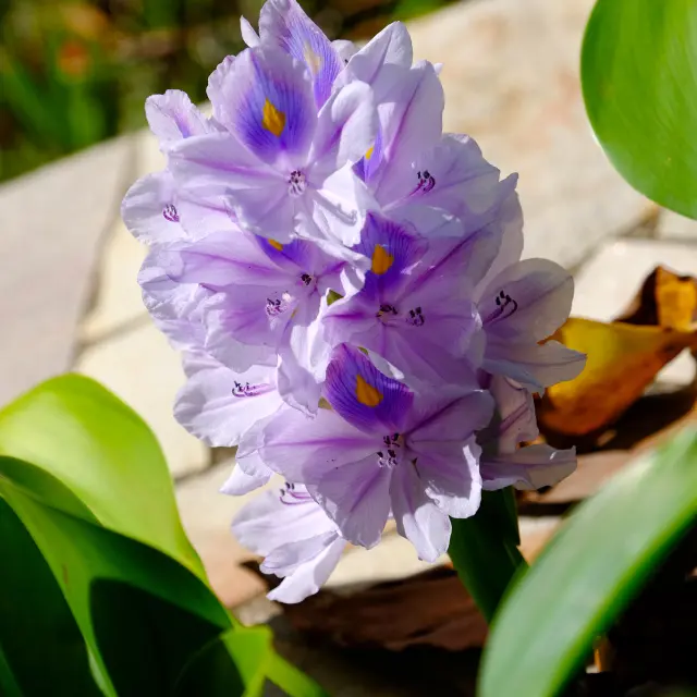 Hôtel Plein Soleil**** François Martinique