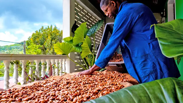 Cacao Héritage des îles Saint-Joseph Martinique