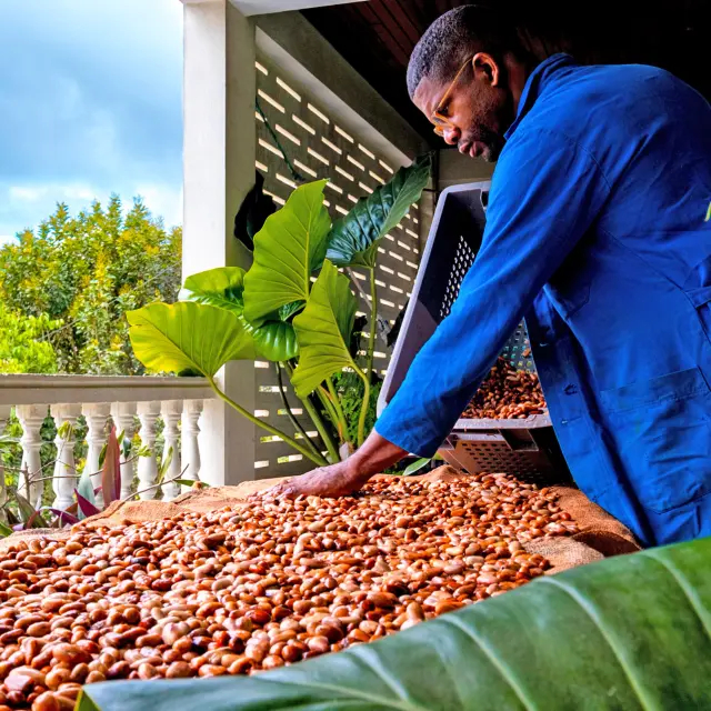 Cacao Héritage des îles Saint-Joseph Martinique