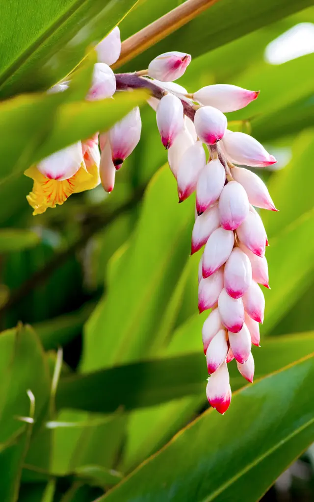 Fleur Atoumo Martinique