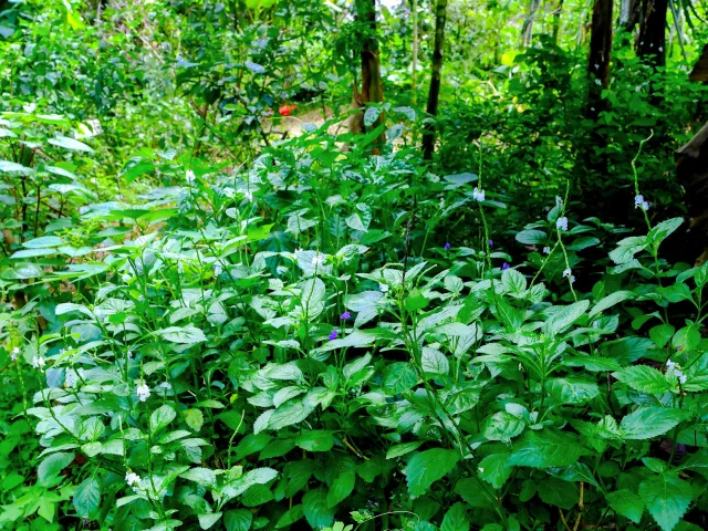 Verveine Jardin Héritage des îles Saint-Joseph Martinique
