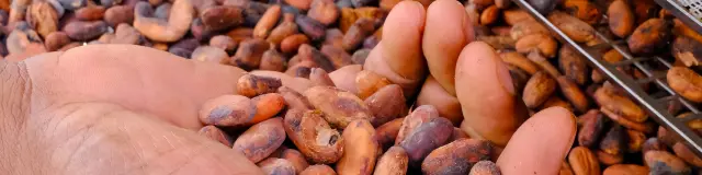 Fèves de cacao Jardin K'Féco Robert Martinique