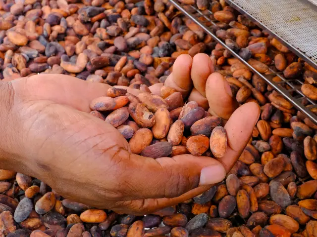 Fèves de cacao au séchoir Jardin K'Féco Robert Martinique
