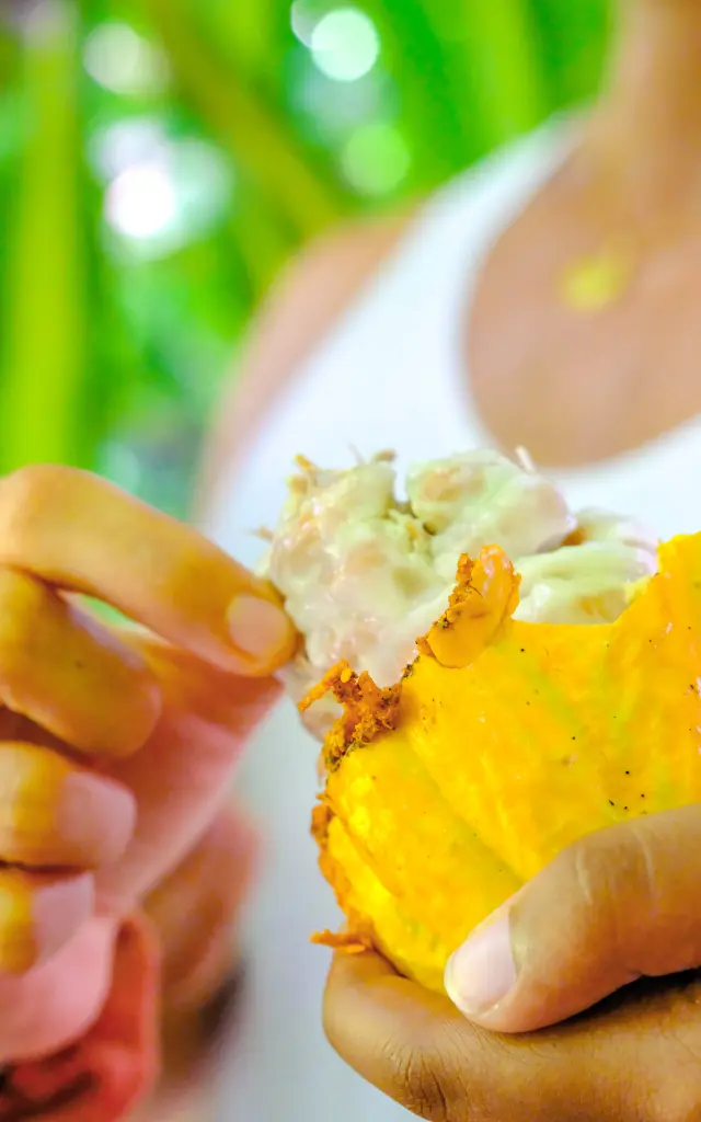 Pulpe de cacao (mucilage) dégustation sensorielle dans la cacaoyère K’Féco Martinique