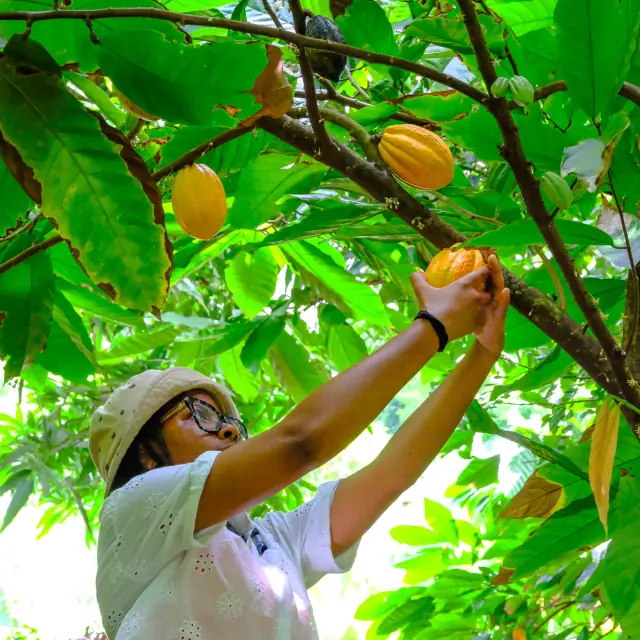 Visite guidée cacaoyère Plantation de Cacao Jardin K'Féco Robert Martinique