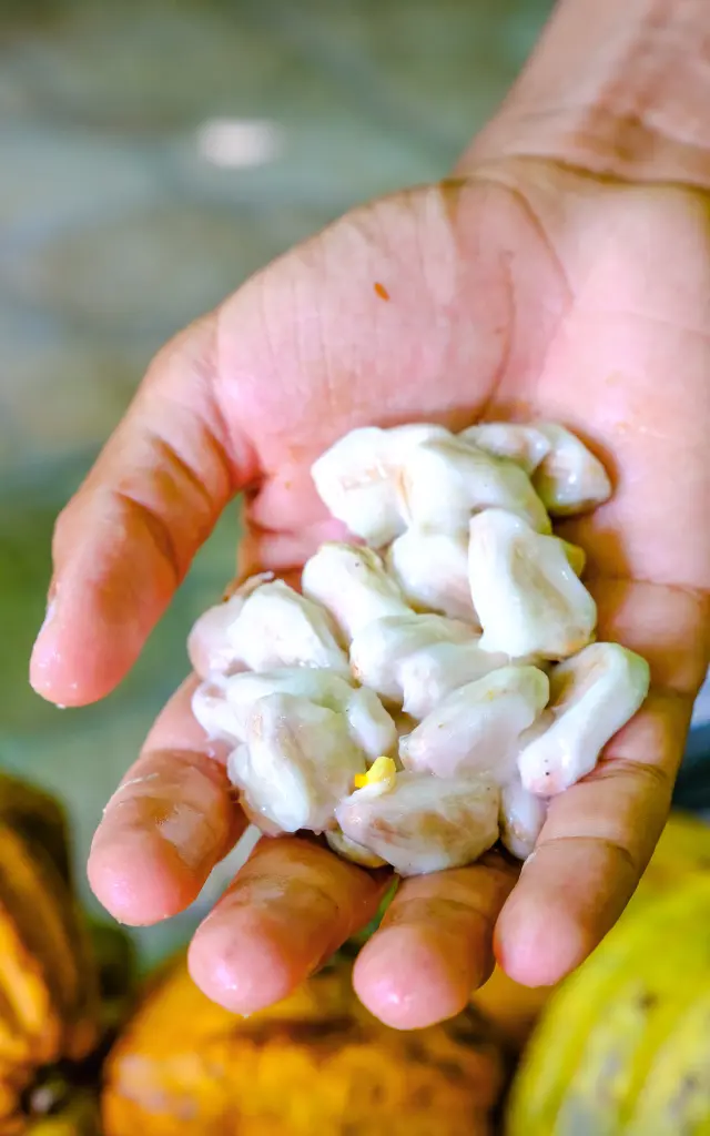 Cacao Jardin K'Féco Robert Martinique