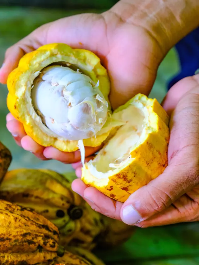 Cacao Jardin K'Féco Robert Martinique