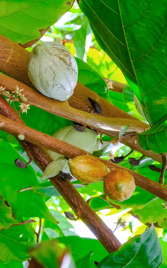 Cacao Jardin K'Féco Robert Martinique
