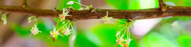 Fleur de cacao Jardin K'Féco Robert Martinique