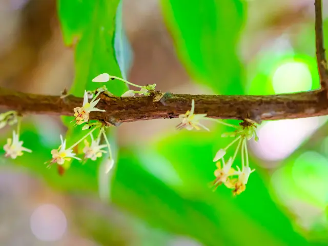 Fleur de cacao blanche dans la plantation K’Féco Jardin K’Féco Robert Martinique