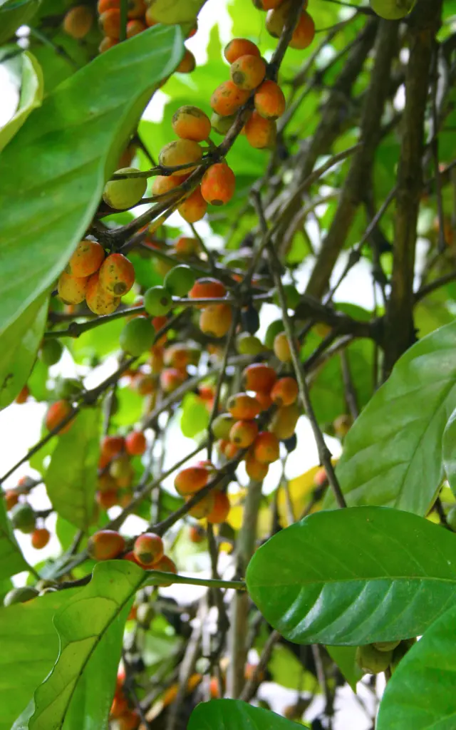 Grain de café dans l'arbre Martinique