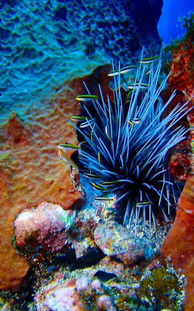 Fond marin Club de plongée An Dlo Diamant Martinique