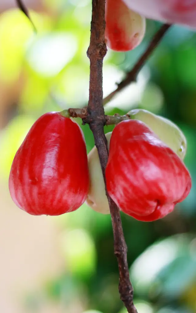 Pomme d'eau Fruit Martinique