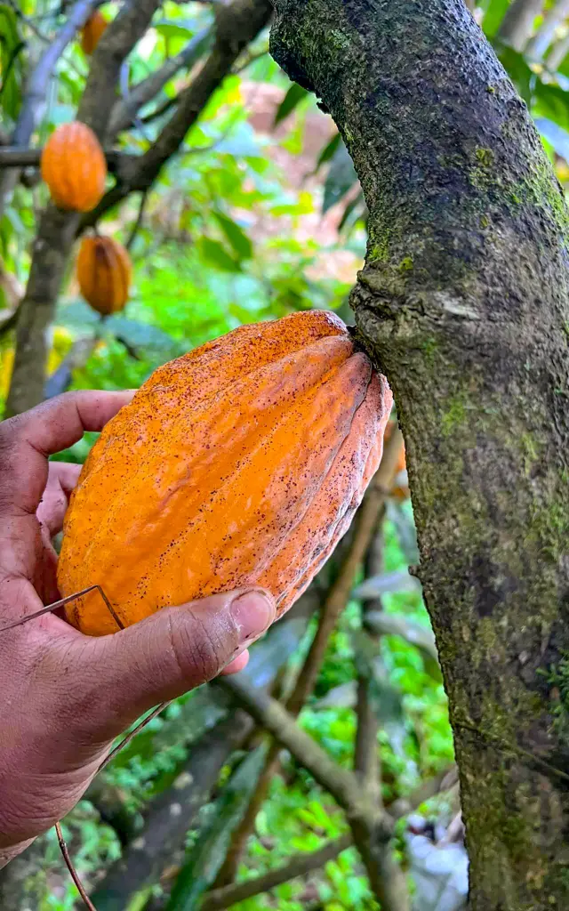 Cacao Jardin Kaz à Vanille Trinité Martinique