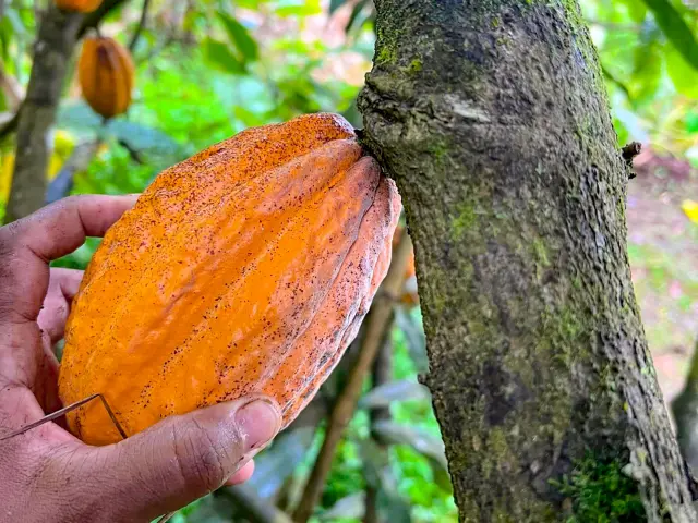 Cacao dans la plantation Kaz à Vanille Trinité Martinique culture d’épices tropicales