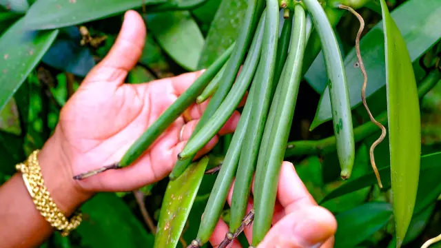 Vanille Jardin Kaz à Vanille Trinité Martinique