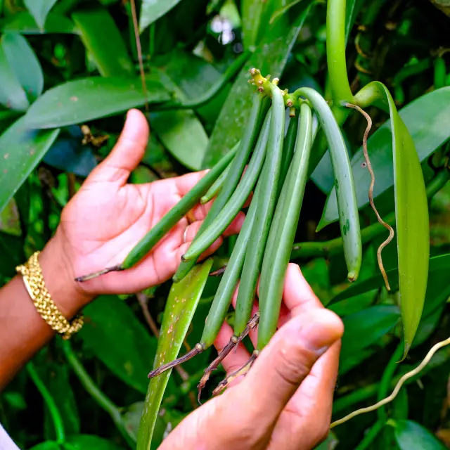 Vanille Jardin Kaz à Vanille Trinité Martinique