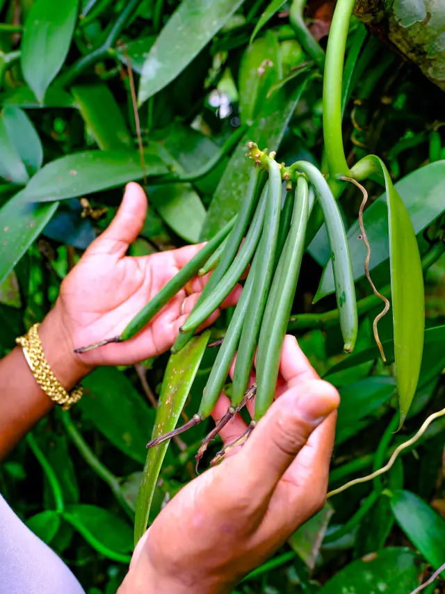 Vanille Jardin Kaz à Vanille Trinité Martinique